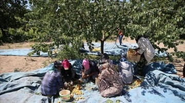 Malatya'da sezonluk ekincilik işçilerinin "mişmiş" mesaisi başladı