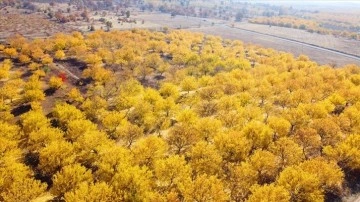 Malatya'da güz renklerinin bilge bulunduğu sarıerik ağaçları dron ile görüntülendi
