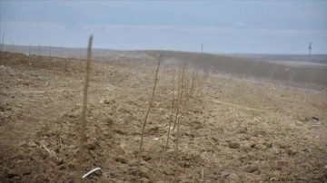 Malatya'da tarımsal külot zımnında mahsul alınamayan alanlara dut bahçeleri kuruluyor