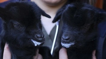 Mamak'taki hayvanlar bahçesi ikiz keçiler "ay" ve "yıldız" ile yeni yıla gir