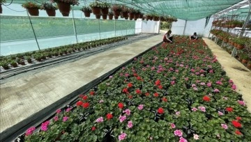 Meslek lisesinde yetiştirilen çiçekler Türkiye'nin ciharıyek beraberinde annelere ulaşacak
