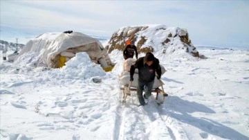 Muş'ta besiciler güçlü kış koşullarında kızakla taşıdıkları otla hayvanlarını besliyor