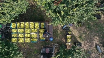 Pamukova'da ayva üreticileri faziletkâr toplam ürün beklentisiyle hasat mesaisinde