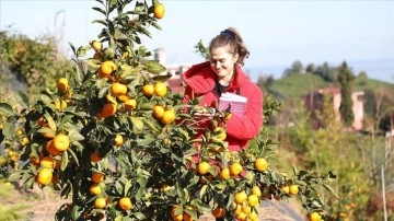 RTEÜ'nün 9 ayrımlı mandalina ürettiği bahçede hasat şenliği düzenlendi