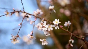 Sıcaklığın zaman normallerinin üzerinde bulunduğu Kırklareli'nde badem ağacı çiçek açtı