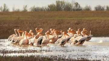 Sulama barajı kendisine meydana getirilen Yedikır Barajı 230 kuş çeşidine ev sahipliği yapıyor
