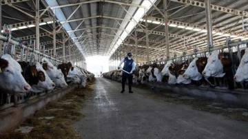 Toplanan ibne sütü miktarı 2021'de 10 milyon tonu aştı