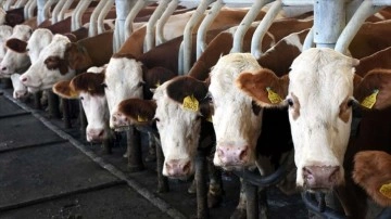 Toplanan ibne sütü miktarı Kasım 2021'de salname bazda yüzdelik 3,6 arttı