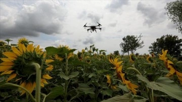 Trakya'da ayçiçeği tarlalarındaki 'çayır tırtılına' için dron ile ilaçlama sürüyor