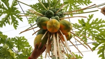Tropikal meyve üreticilerinin acemi tercihi hâlâ az su talip papaya oldu
