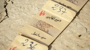 Tunuslu çiftçi ithal tohum bağımlılığına için yerel tohumlara "can" veriyor
