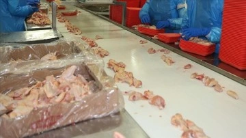 Türkiye tavuk eti üretiminde güzeşte sene 2,2 milyon tonla üstün dereceli kırdı
