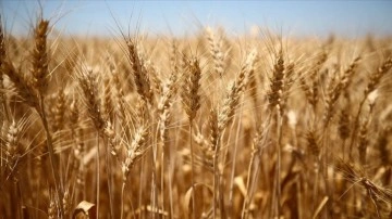 Türkiye'de eksilen buğday verimine üzerine 'doğru ve sürdürülebilir tarım' önerisi