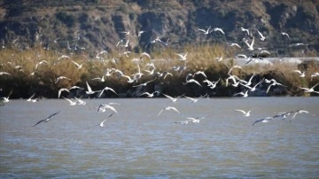 Türkiye'nin en güneyindeki sulak bölgede 291 kuş şekli pırtı dibine alındı
