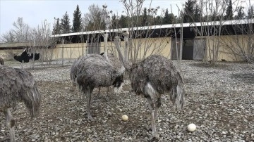 Uludağ Üniversitesinde yetiştirilen deve kuşları er yumurtladı