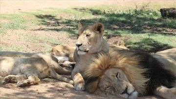 Vahşi doğadan polat teller arkasına: Afrika'nın hava aslanları