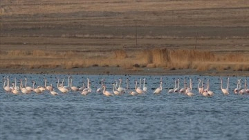 Van Gölü havzasının mihman kuşları göçe başladı