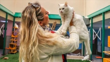 Van kedisi, Dünya Kediler Günü'nde de uyanıklık odağı oldu