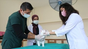 Van'daki hayvan hastanesi yabanıl ve yerel hayvanlara keyif üssü oldu