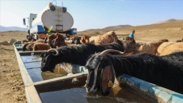 Yayla dönüşü susuzluktan kudretsiz sakıt koyunlara tankerlerle su taşındı