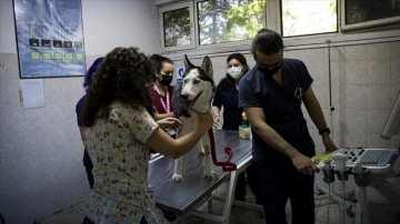 Yılda 35 bin "can" Ankara Üniversitesindeki baytar hekimlerin ellerinde felah buluyor