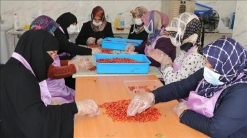Yozgatlı kadınlar, kurmuş oldukları kooperatifle yerel ürünlere bedel katıyor